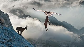 Download Lagu DIJATUHKAN DARI ATAS GUNUNG, 10 Aksi Berburu Paling G1LA Elang Terekam Kamera MP3 Download Lagu DIJATUHKAN DARI ATAS GUNUNG, 10 Aksi Berburu Paling G1LA Elang Terekam Kamera MP3