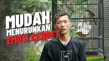 Cara Mudah Menurunkan Emosi Cendet Agar Kembali Gacor lagi