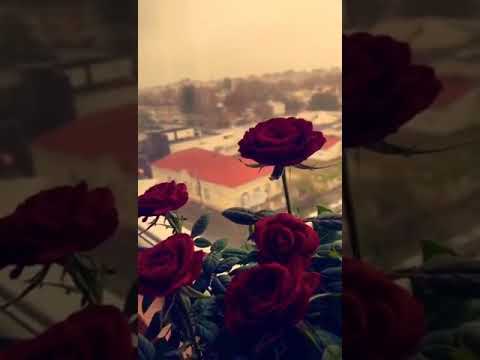 حالات واتس اب فيروز انا لحبيبي وحبيبي الي 