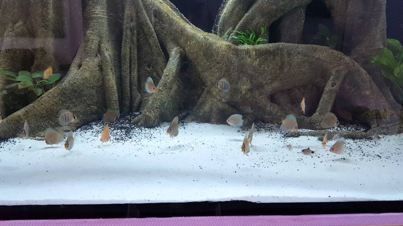 Discus fish eating in cristallo tank YouTube