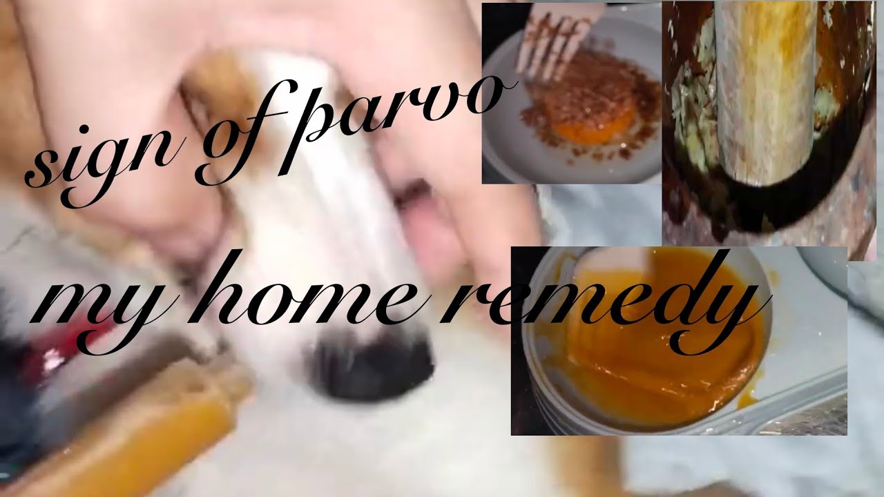 Image showcasing Sign of Parvo Virus😢 No Worries! My Home Remedy ️ | Arrf! and Meow ...