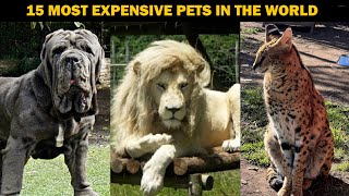 15 most expensive pets in the world