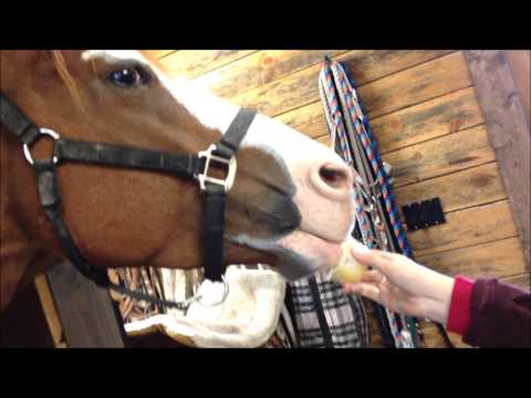 horse-eating-apple-sauce.-so-cute-and-funny!