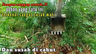 cara excavator bongkar rumpuna bambu di kebun sawit@sendyexca1664
