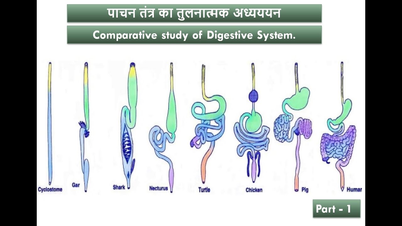 Comparative study of Digestive System Part-1