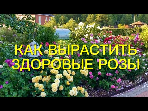 Розы. Моя схема защиты розового сада от болезней. Скорая помощь в борьбе с основными ….🌹🌹🌹