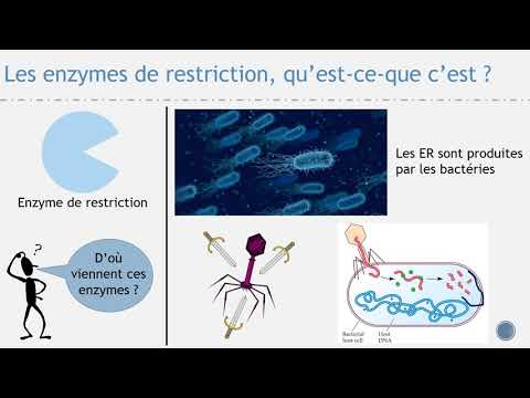 Vidéo: Quelle est la fonction des enzymes de restriction ?