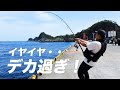 #99 【シマノ大型番手リールが崩壊寸前】堤防釣りで超巨大魚が水面爆発させルアーに喰らい付いてきた(後編)