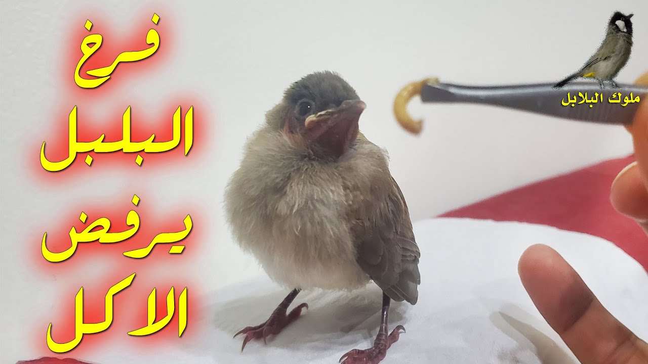 فرخ البلبل لا يأكل