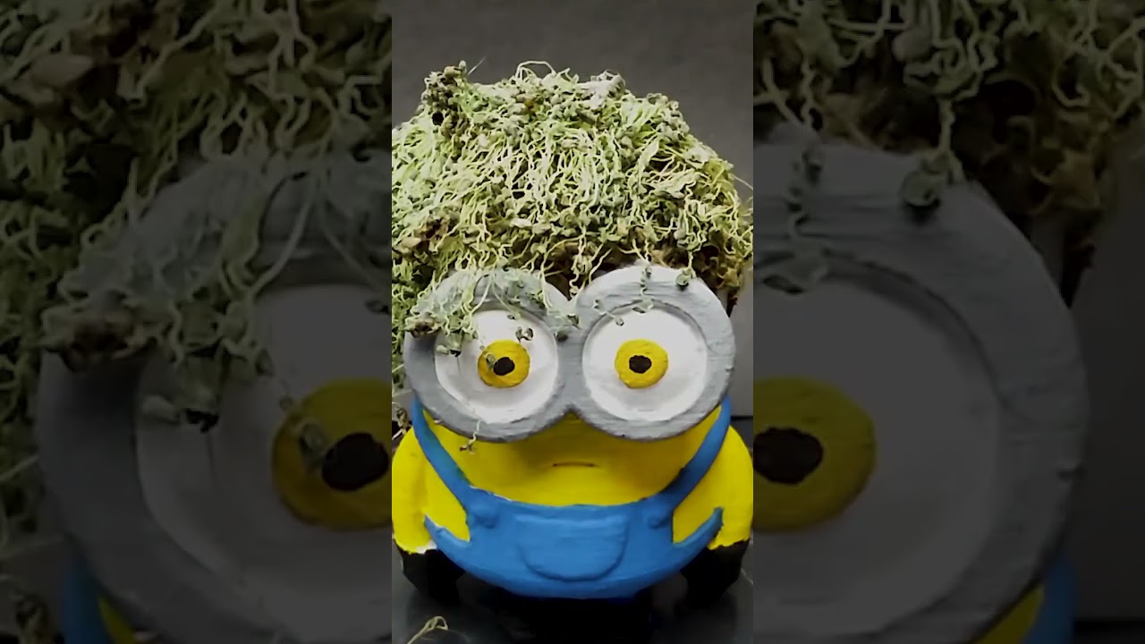 I grew hair on a minion's head with chia seeds 