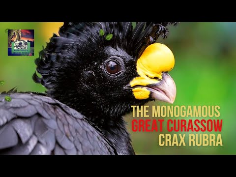 Видео: Curassow е птица?