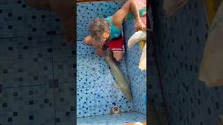 Kerala's Biggest River Monster?😱 Catching the Biggest Arapaima! #aquarium #aquariumfish #shorts