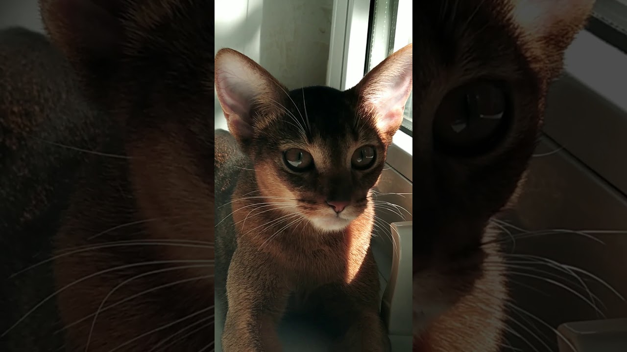 абиссинская кошка, котята, абики, питомник, заводчик, Киев, Украина  abyssinian, abby pet