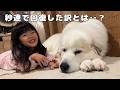 【絆】４歳児が高熱で寝込んでるのを看病した超大型犬、その成果が出るのが早すぎました…！｜グレートピレニーズ&オールドイングリッシュシープドッグ&トイプードル
