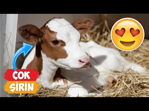 En Şirin Yavru İnek(Buzağı) Videoları Derlemesi! | [2018 Derleme] ● Eğlenceli Anlar