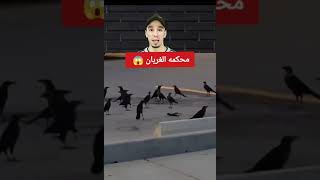 اغرب محكمة في العالم محكمه الغربان😱