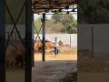 #shravanseva #cow #gaming #trending #indiancow #youtubeshorts