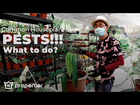 Control Houseplant Pests! Mealy Bugs, Spider Mites, Snail, Fungus, Aphids | How to Protect and Save