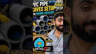 Cheap aquarium setup with pvc pipes #cichlids #trending #shorts #viralshorts #newpost #popular