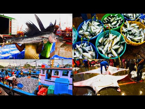 Malpe bandar udupi fish market udupi Malpe harbour karanataka India travel tour
