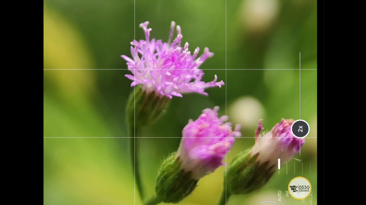 Sanyk 105mm HD macro lens sample video | Mi Note 10 Lite