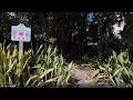 Pass-a-Grille Beach Walk | From Don CeSar to the End and Back | Real Gulf Coast Sounds