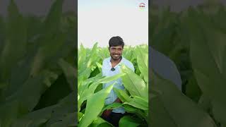 Result बोलतात — Mahalakshmi delivers!#farm #agrifuture #agriparadise #agri #agriculturefarming