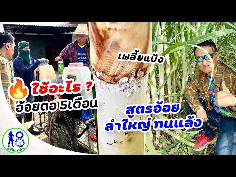 วีดีโอ: อ้อยเพื่ออากาศเย็น – เรียนรู้เกี่ยวกับพันธุ์อ้อยอุณหภูมิต่ำ