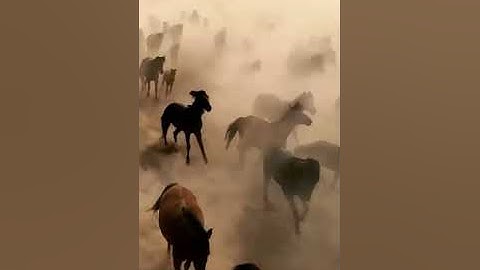 ضرب الله تعالى لنا مثلًا عظيمًا في سورة العاديات ، يجعلنا نستـــــــــــحي منه #قران_كريم #العاديات