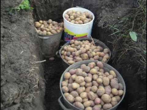 Хранение картофеля в буртах. Подмерзла картошка на огороде. Закопали картофель. Хранение картошки в погребе. Сажать картошку.