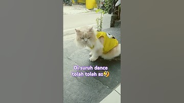 Thumbnail of #music #song #pop #lyrics #cover #cat #oyens #catlover #oyenbesar #kitten