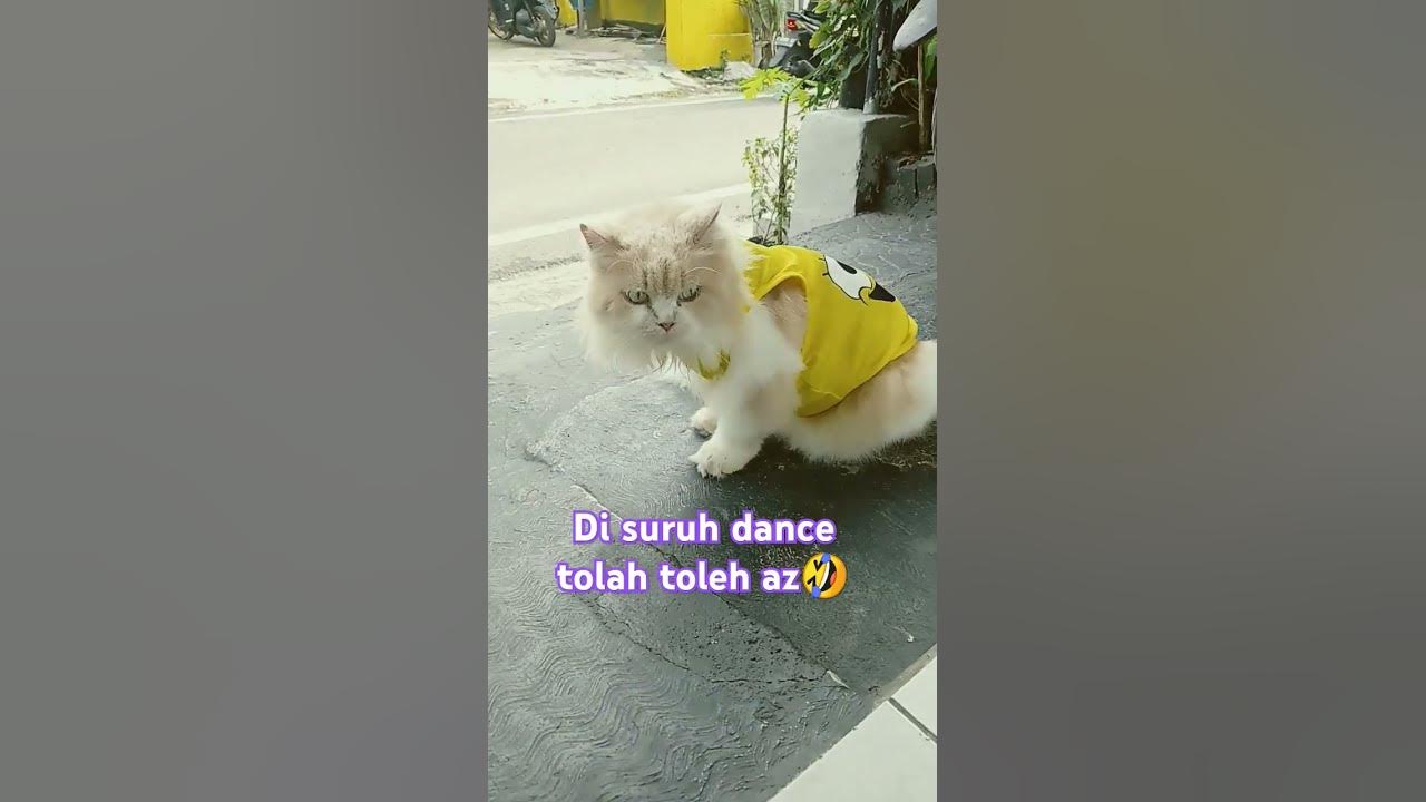#music #song #pop #lyrics #cover #cat #oyens #catlover #oyenbesar #kitten #music #song #pop #lyrics #cover #cat #oyens #catlover #oyenbesar #kitten