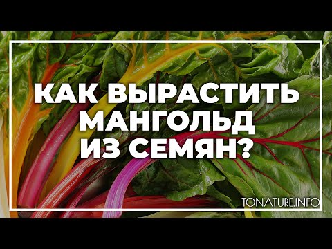 Видео: Советы по выращиванию мангольда: как сажать мангольд