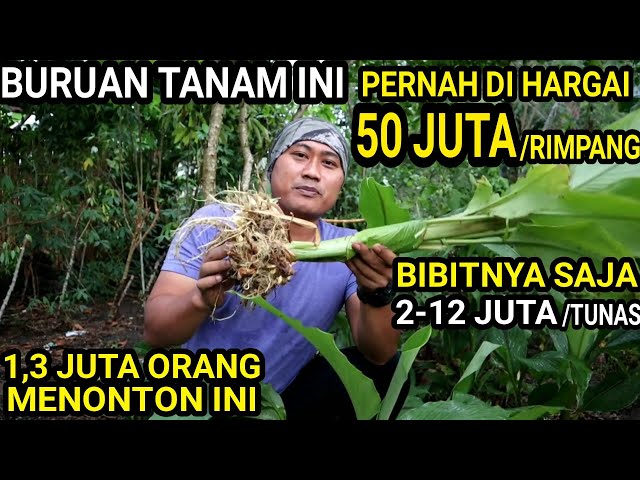 50Juta/Rimpang❗Tidak Bisa Membayangkan Kalau Bisa Panen Satu Hektar❗Pasti Panen Duit class=