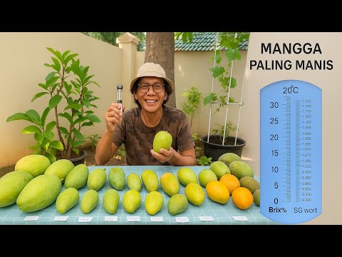 Harum Manis Mango Review