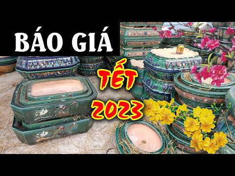 Video BÁO GIÁ Tết 2023 - Chậu Cây Cảnh, Chậu Bonsai Đẹp Giá... - youtube