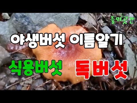 🍄🍄12종의 야생버섯 이름 알아보기 식용.독버섯