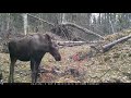 Trail Cam Video, Front 40 Alaska August 26 - September 8, 2019