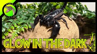 Glow in the Dark Scorpion! 🤯 How and Why do Scorpions Glow in the Dark? 😳