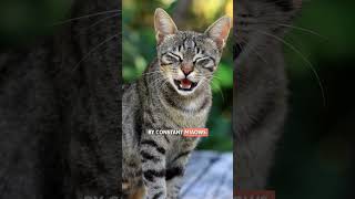 Is Your CAT STARING at YOU? 🙀 The REASONS Will Surprise You! #Shorts