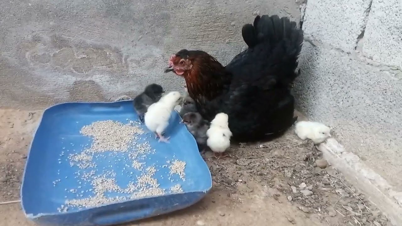 كتاكيت جديدة في مزرعة ماشاء الله ألوان ممتازة أجي تكتاشفو معانا