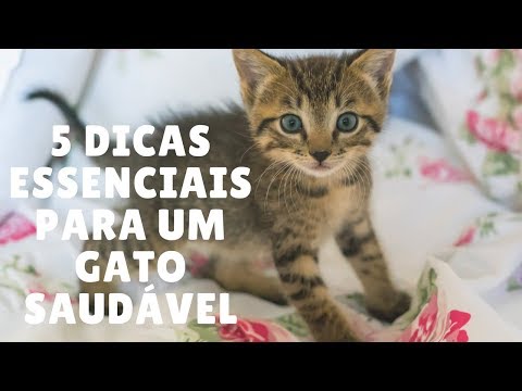 Vídeo: 5 Dicas Para Um Gato Mais Magro E Mais Saudável