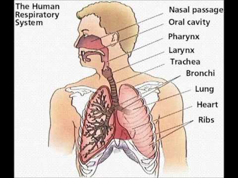 respiratory system homework