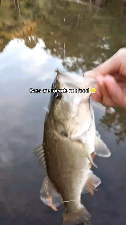 Bass are friends not food 😤 #fihh #fish #bass #bassfishing #fishing #angler #bassproshop