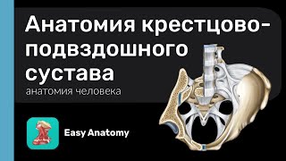 Анатомия крестцово-подвздошного сустава