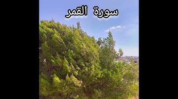 سورة القمر بتلاوة مميزه تريح القلب وتزيل الهم 