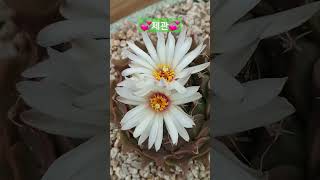 시월다육선인장♡010.6406.8774♡ 문자주문/카드결제 가능♡구독과 좋아요♡응원♡감사합니다~^^ #시월다육 #선인장 #다육식물
