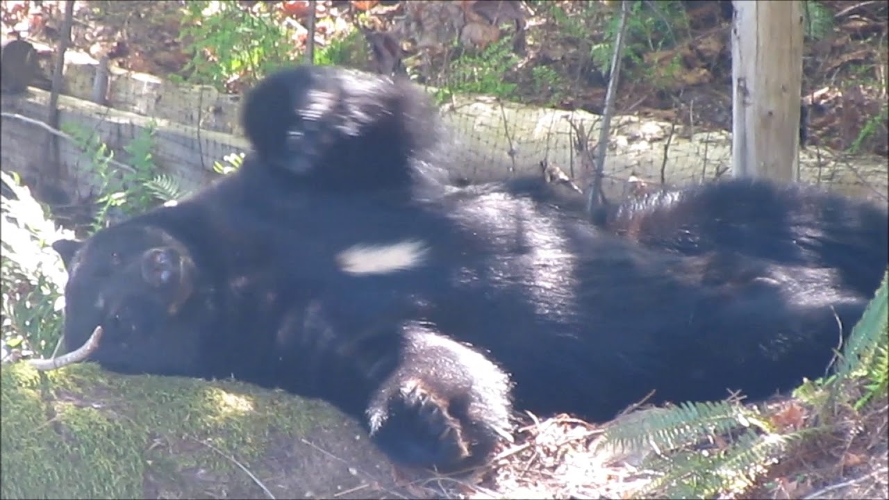 Black Bear Lake Cowichan.  Cowichan Lake B.C.
