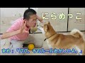 パパが決めたおかしなルールのにらめっこに渋々付き合う柴犬まめ