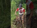 The process of planting and harvesting sweet potatoes-Agriculture farming #shorts